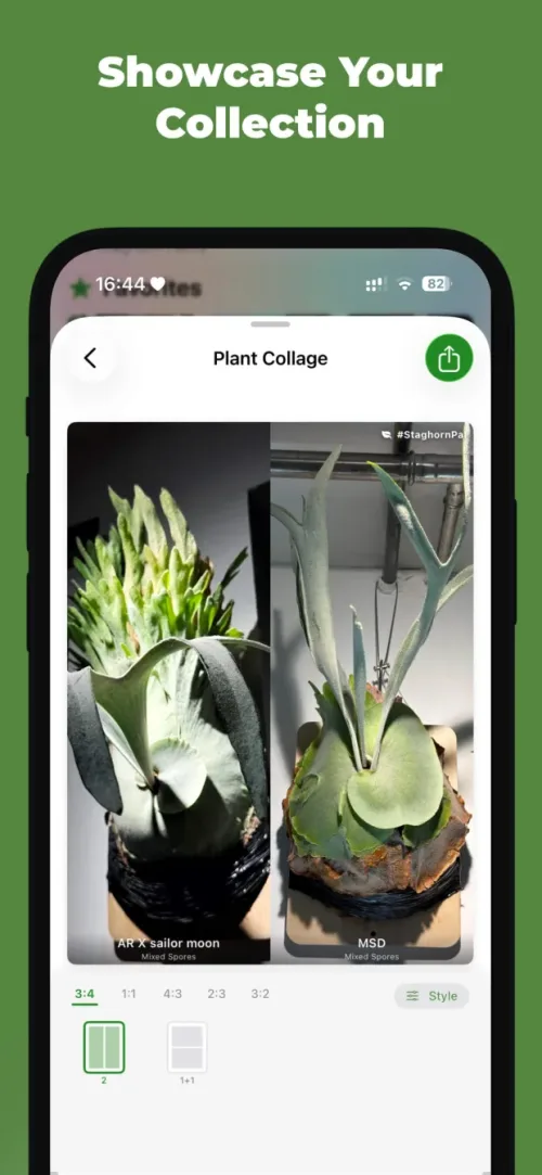 Showcase your collection with photo collages